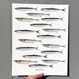 Little Fish Print Watercolor - Anchovies and Sardines