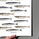 Little Fish Print Watercolor - Anchovies and Sardines