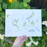 Alaska Forget-me-not State Flower Print
