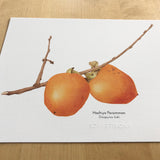 Persimmons Botanical Watercolor Giclée Print