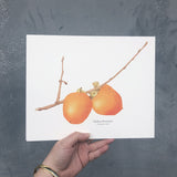 Persimmons Botanical Watercolor Giclée Print