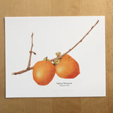 Persimmons Botanical Watercolor Giclée Print
