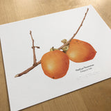 Persimmons Botanical Watercolor Giclée Print