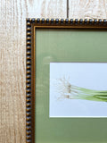 Scallion Green Onion Watercolor Original Framed Painting