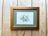 Olive Branch Watercolor Original Framed Painting
