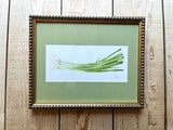 Scallion Green Onion Watercolor Original Framed Painting