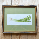 Scallion Green Onion Watercolor Original Framed Painting