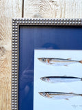 Little Fish Sardine Anchovy Watercolor Original Framed Painting