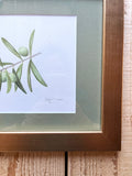 Olive Branch Watercolor Original Framed Painting