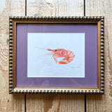 Spot Prawn Shrimp Watercolor Original Framed Painting