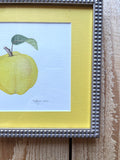 Quince Watercolor Original Framed Painting