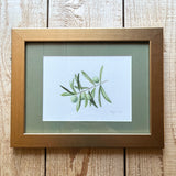 Olive Branch Watercolor Original Framed Painting