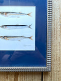 Little Fish Sardine Anchovy Watercolor Original Framed Painting