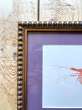 Spot Prawn Shrimp Watercolor Original Framed Painting