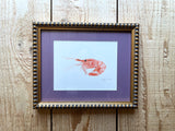Spot Prawn Shrimp Watercolor Original Framed Painting