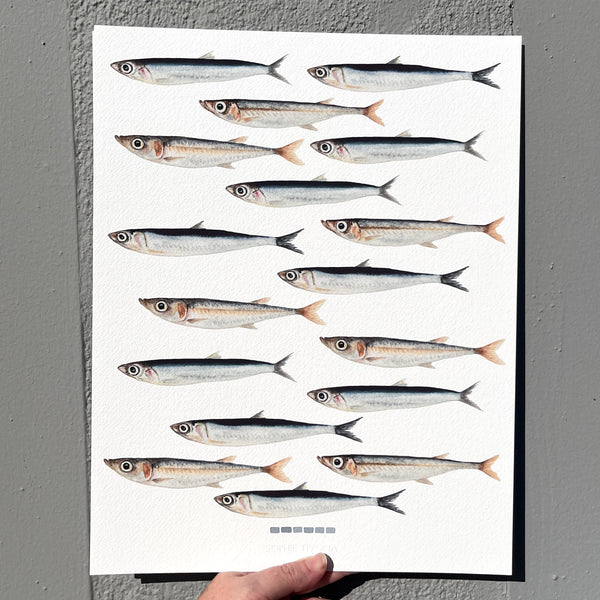 Little Fish Print Watercolor - Anchovies and Sardines