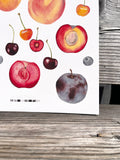 Stone Fruit Summer Giclee Print