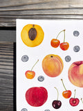 Stone Fruit Summer Giclee Print