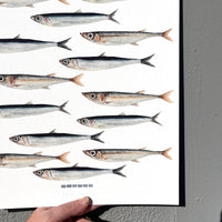 Little Fish Print Watercolor - Anchovies and Sardines