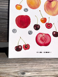 Stone Fruit Summer Giclee Print