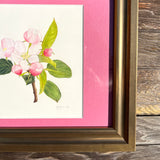 Apple Blossom Watercolor Original Framed Painting