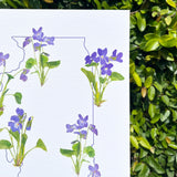 Illinois Violet State Flower Print