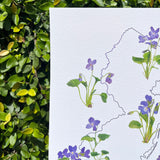 New Jersey State Flower Print