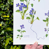 Illinois Violet State Flower Print