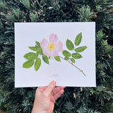 Wild Rose Botanical Watercolor Giclée Print
