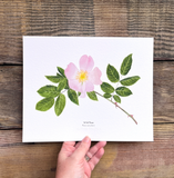 Wild Rose Botanical Watercolor Giclée Print
