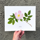 Wild Rose Botanical Watercolor Giclée Print