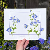 Colorado State Flower Print