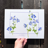 Colorado State Flower Print