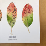 Madrone Leaves Botanical Watercolor Giclée Print