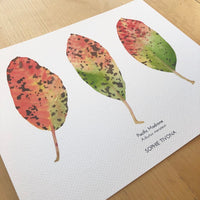 Madrone Leaves Botanical Watercolor Giclée Print