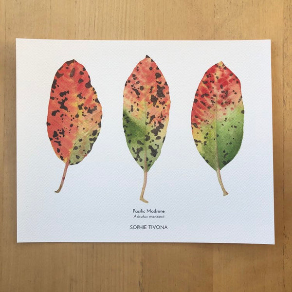 Madrone Leaves Botanical Watercolor Giclée Print