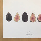 Figs Botanical Watercolor Giclée Print