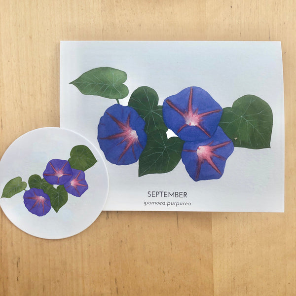 September Birth Flower Morning Glory Watercolor Greeting Card + Sticker